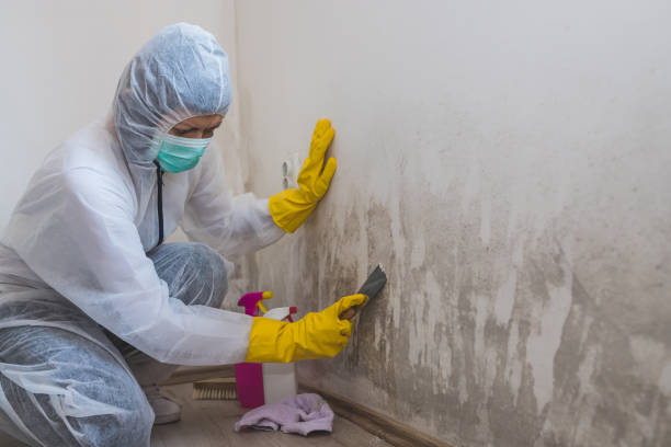 Best Post-Flood Mold Remediation in Hyde Rk, PA